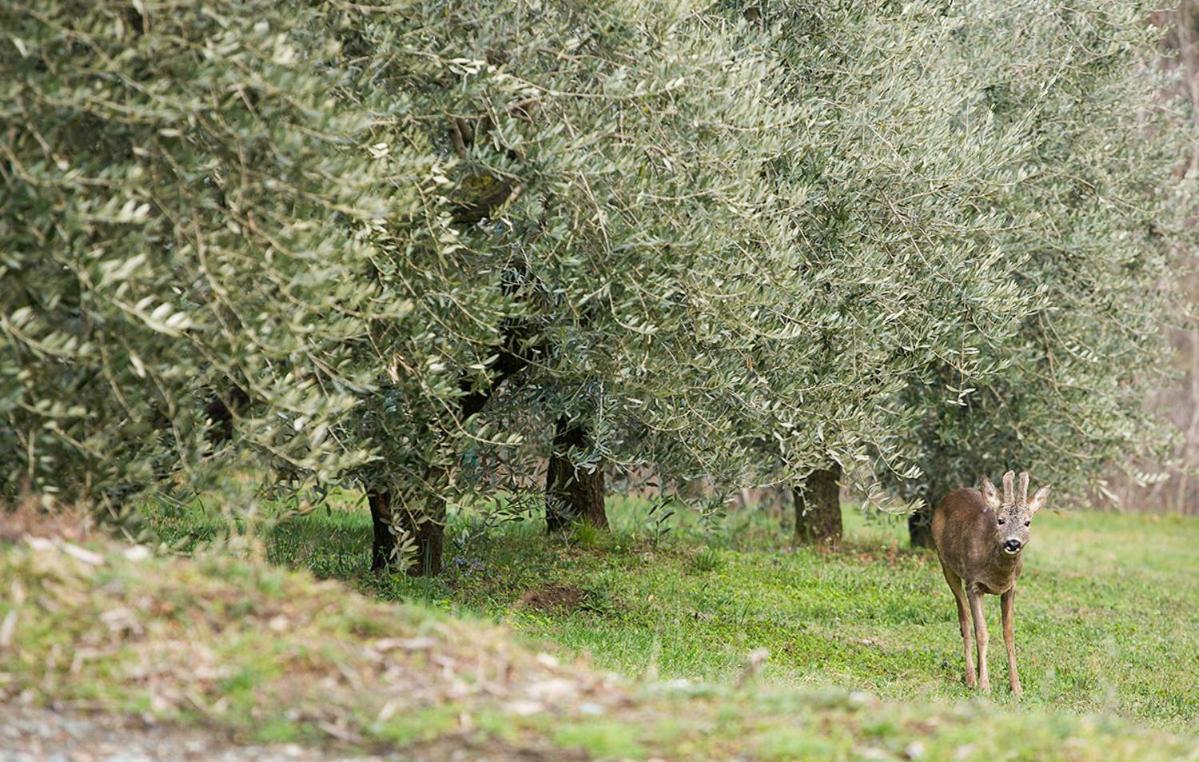 Vila La Casa Di Chianni La Pieve 2 Exteriér fotografie